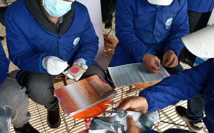 2023国际鸽联洲际杯鸽王赛,国际鸽联洲际杯国际鸽棚鸽王赛