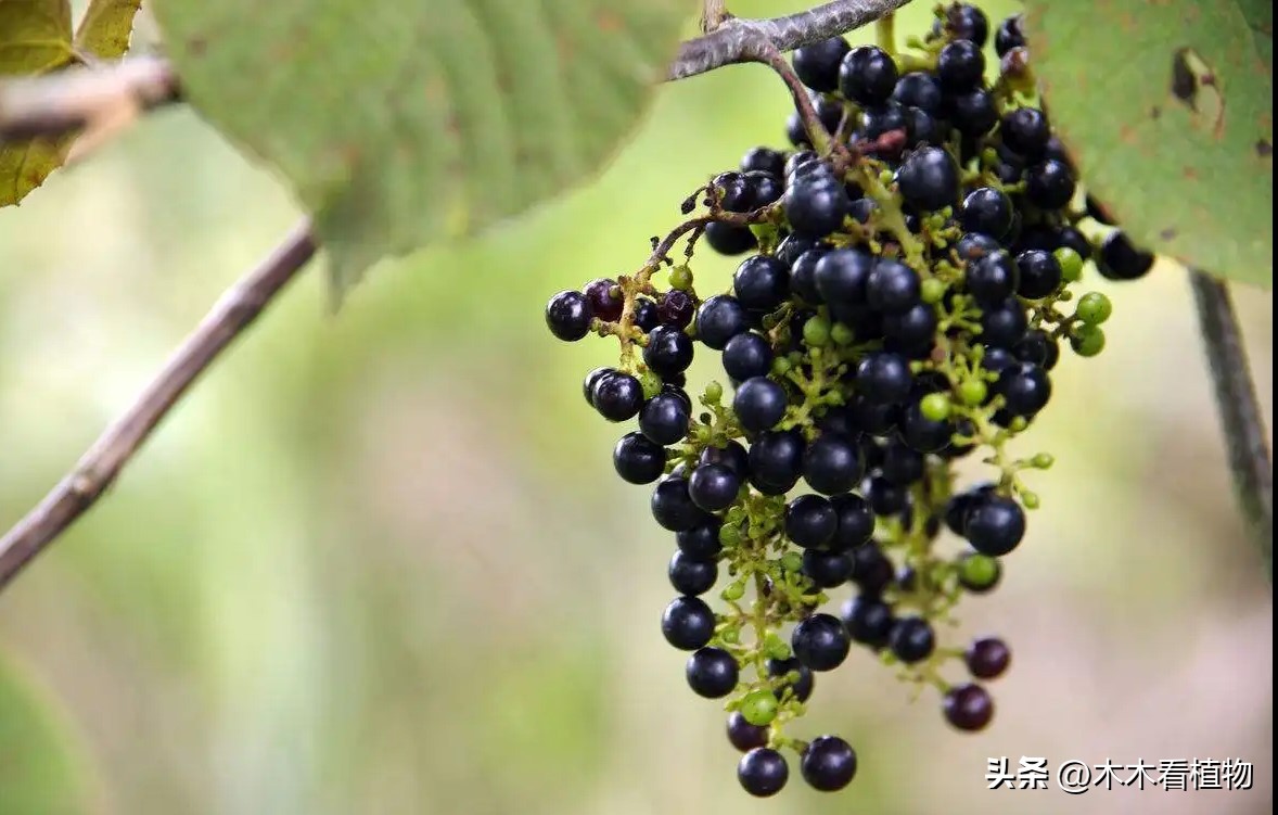 经常吃并不代表着你就了解它，一起来看看熟悉又陌生的葡萄吧