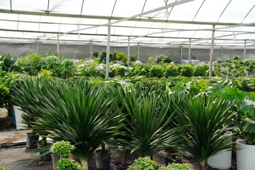 昔日采石场“长”出花木城