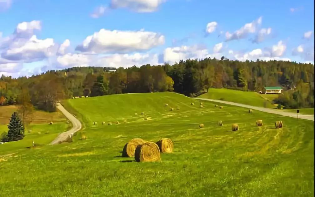 农庄案例：一个关于胡萝卜的传奇故事