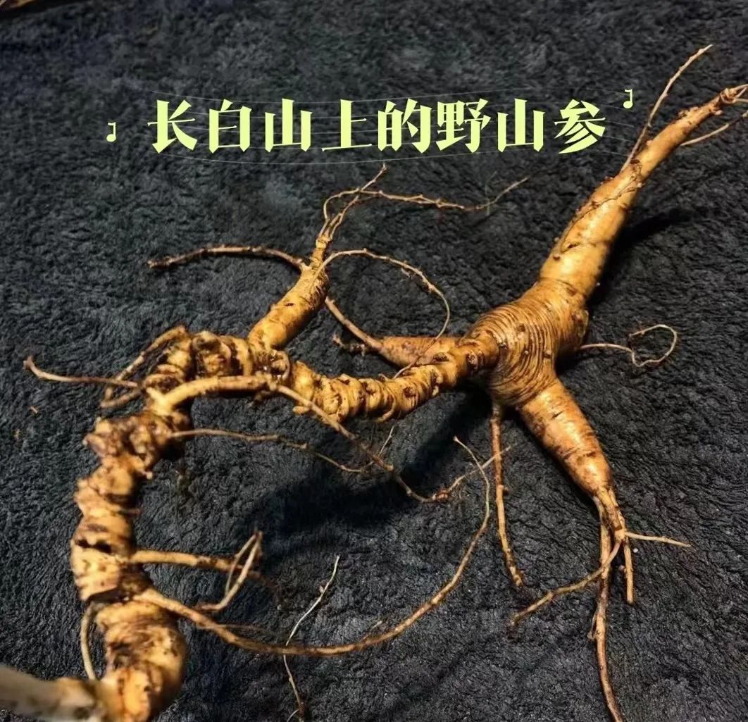 人参怎么选都有遗憾,人参怎么选才是好的