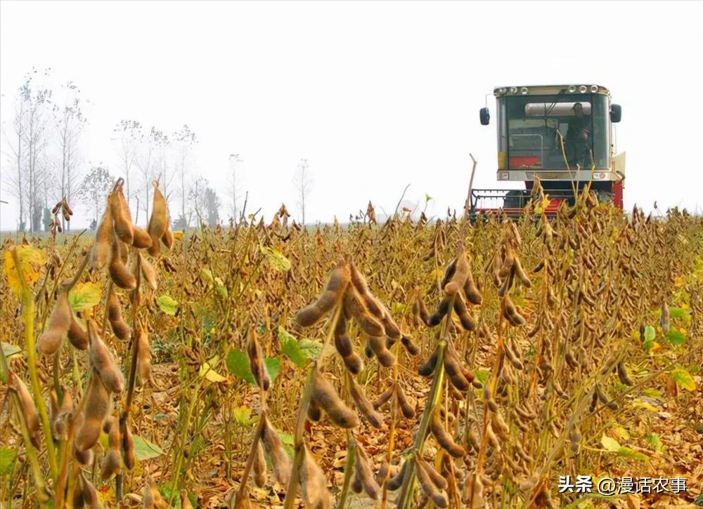招虫子的大豆能吃了吗,大豆内的黑色小虫能吃吗