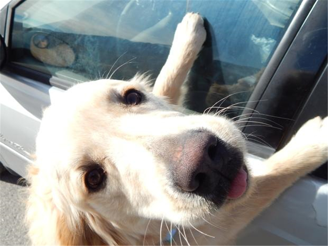 土狗自驾川藏线上,川藏游被狗追