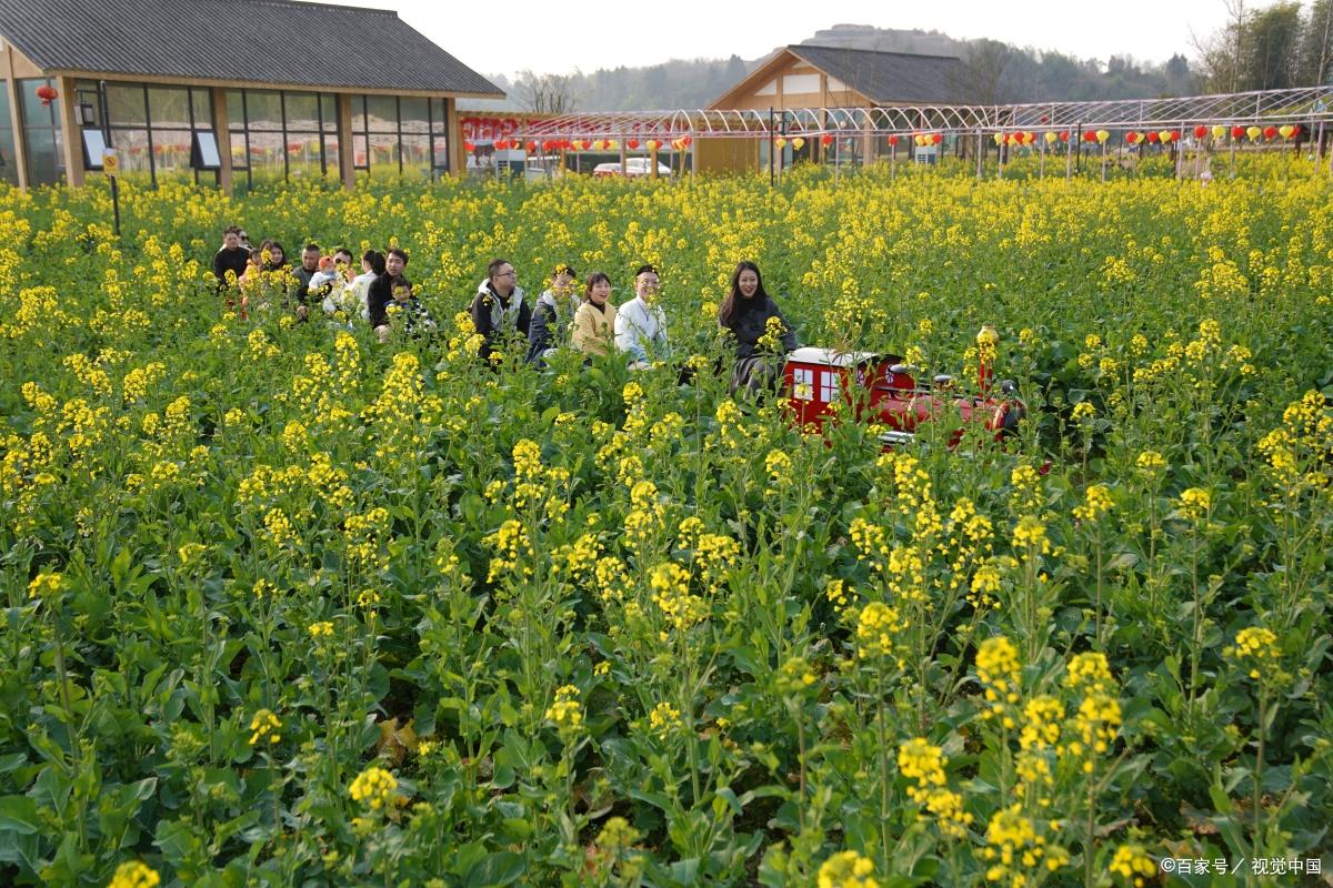 农村未来10大暴利行业家庭作坊,农村未来10大暴利养殖推荐
