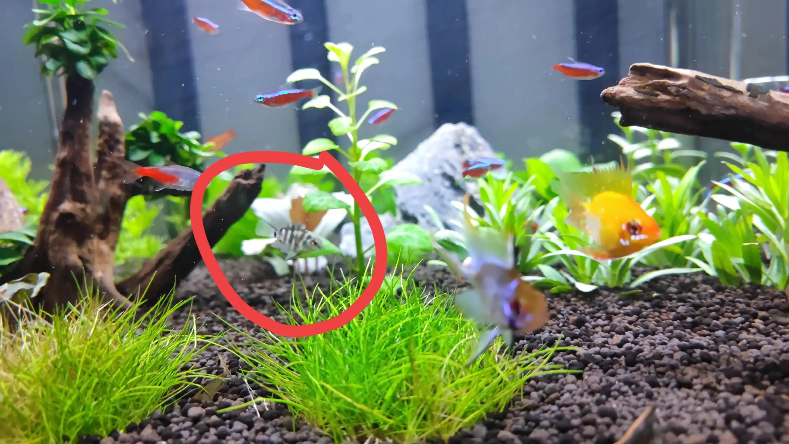 迷你鹦鹉鱼饲养温度养鱼老道,养鱼人的快乐迷你鹦鹉鱼