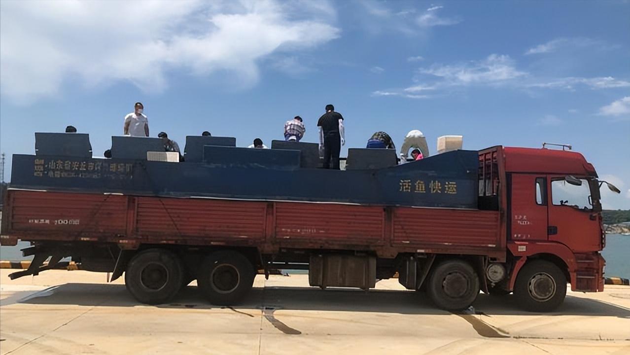 哪里有网箱养殖许氏平鲉,许氏平鲉养殖