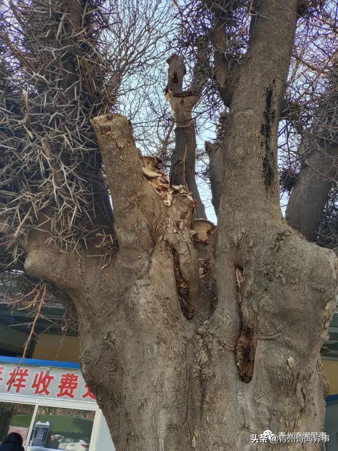 青州中医院有雌雄两棵皂角树，其中一棵长了蘑菇