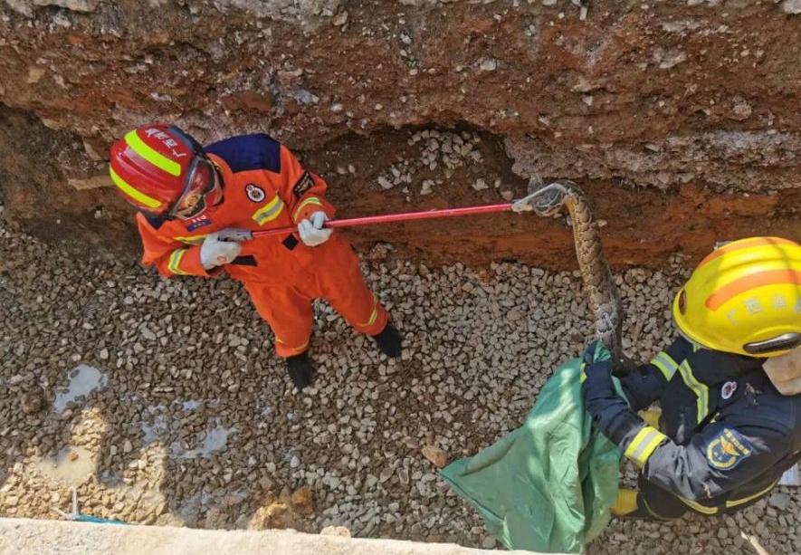 气温回升蛇出去,气温升高蛇的表现