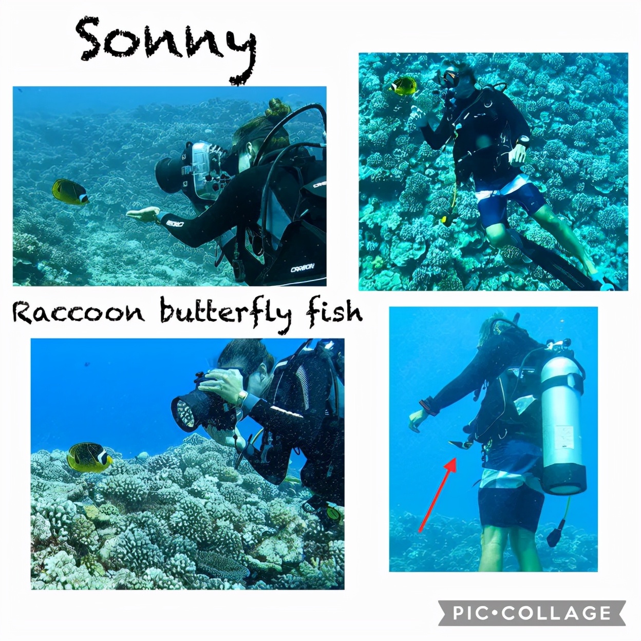 国外美女姐姐海里偶遇一只小鱼，竟引发神奇友谊！网友：前世情人