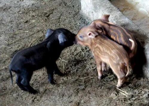 瀹夊窘鎬簨姣嶇尓鐢熶笅閲庣尓,鍐滄潙姣嶇尓浜т笅濂囩壒鐢熺墿