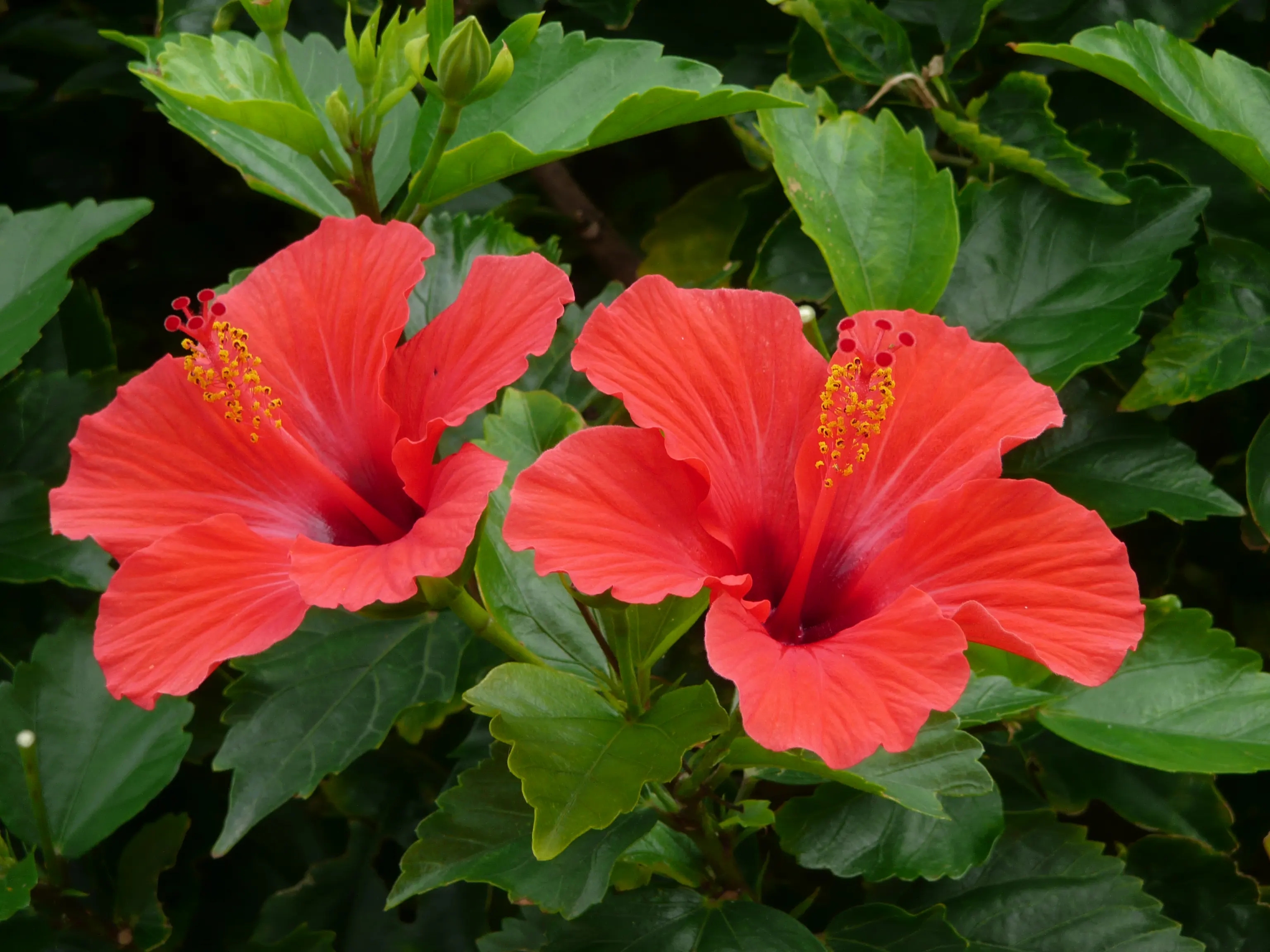 老人说“花草三不送，送了变仇人”，别不信，真的有道理