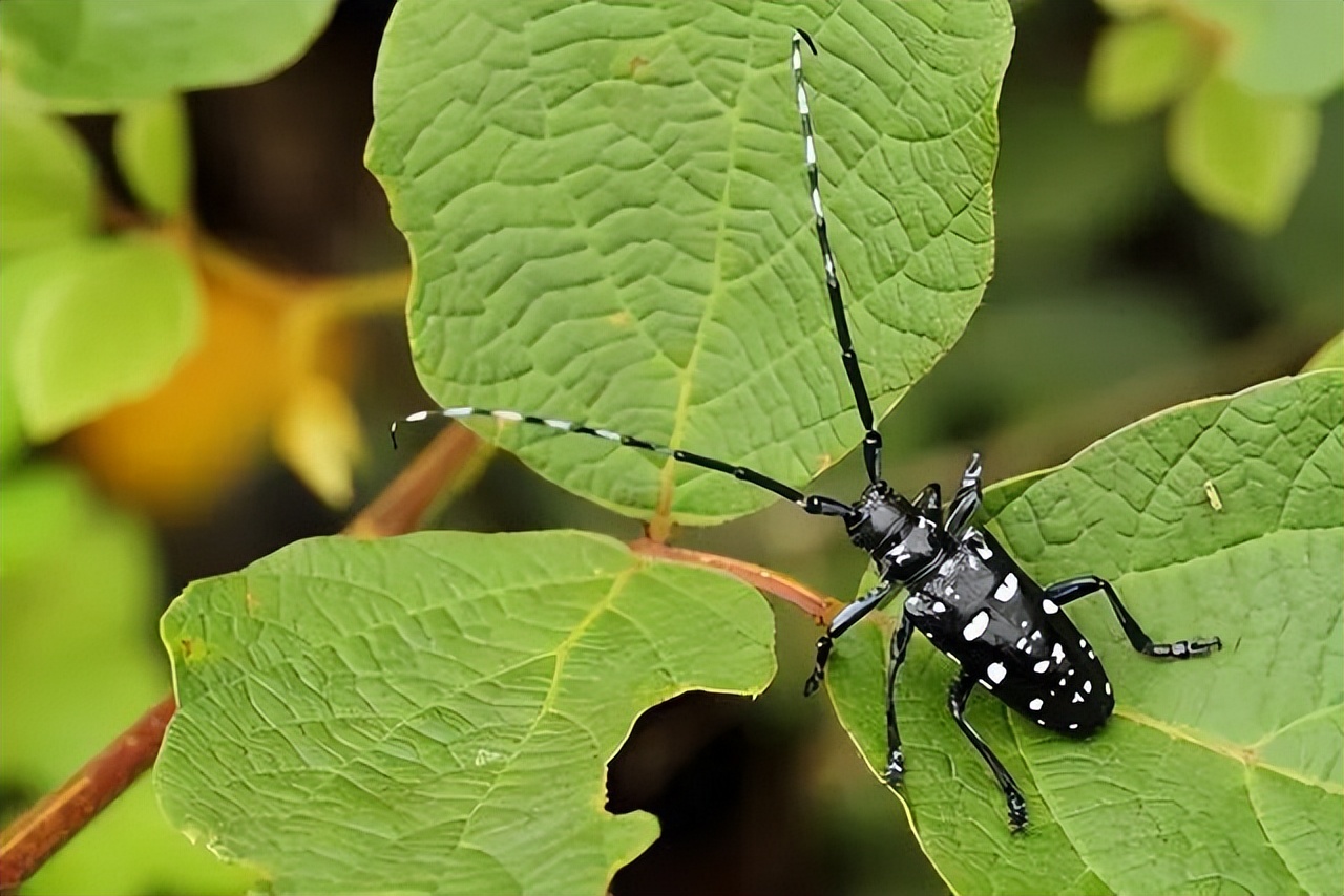中国天牛图鉴,天牛全程图鉴