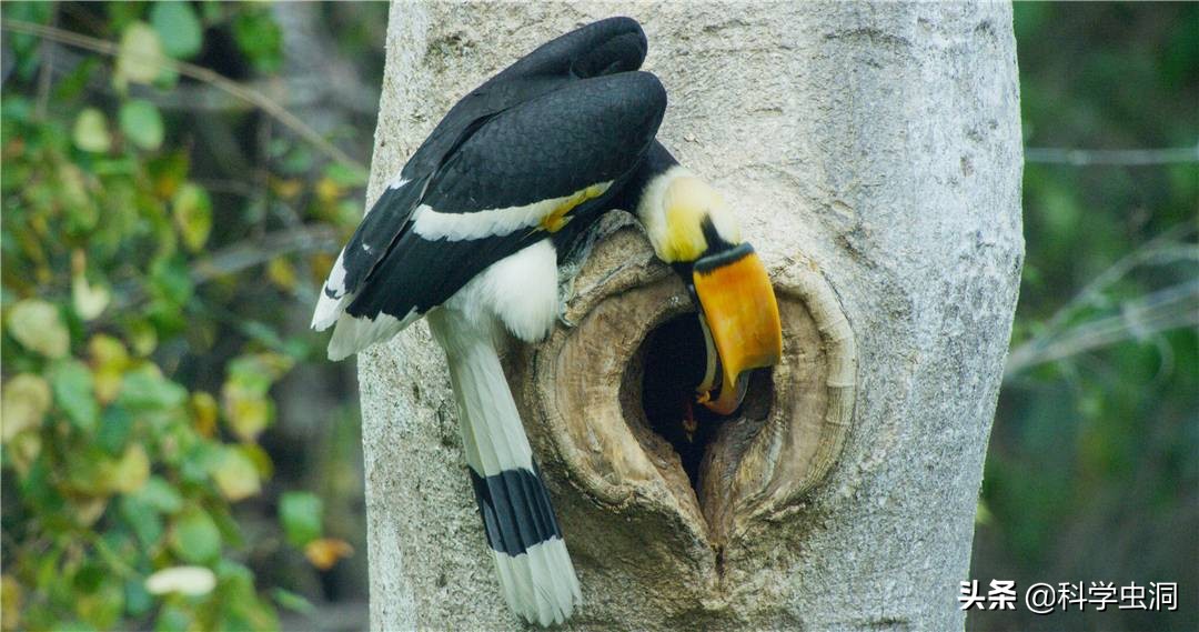 天津一女子买鸟头吊坠被判刑10年,天津女子购买吊坠