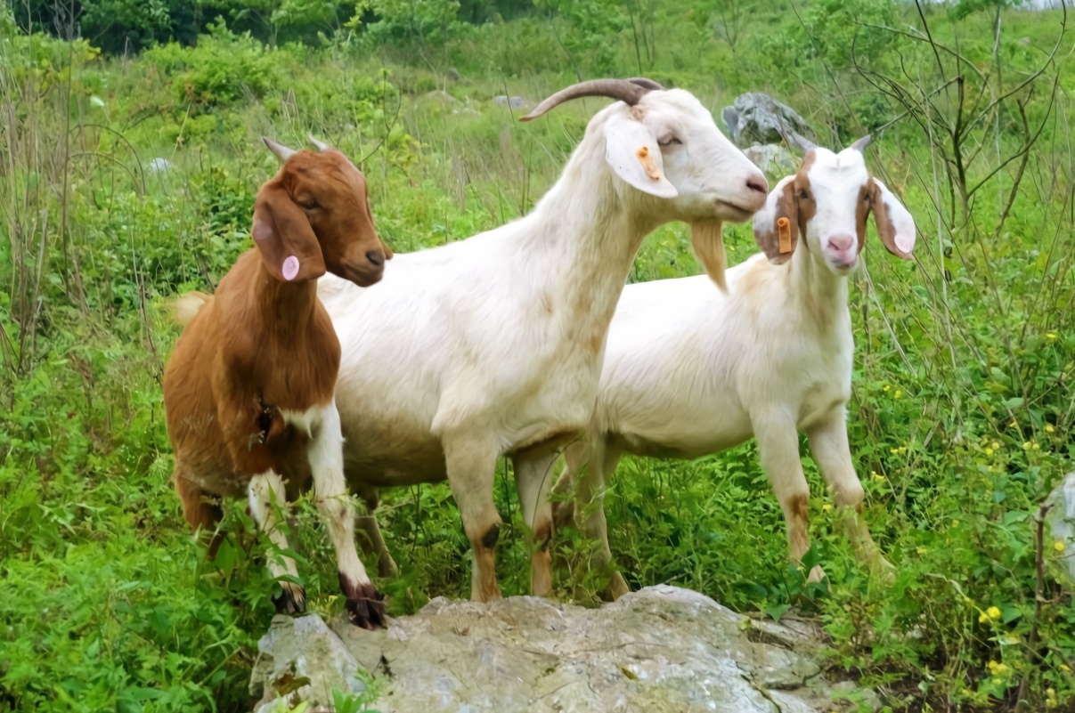 羊反复发烧怎么治,羊一直反复发烧是什么病