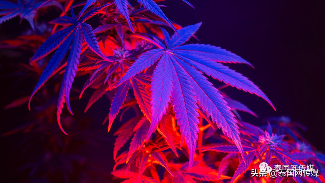 回国要接受随机抽检？！那些碰过*麻大**的人，真的要“完蛋”了？