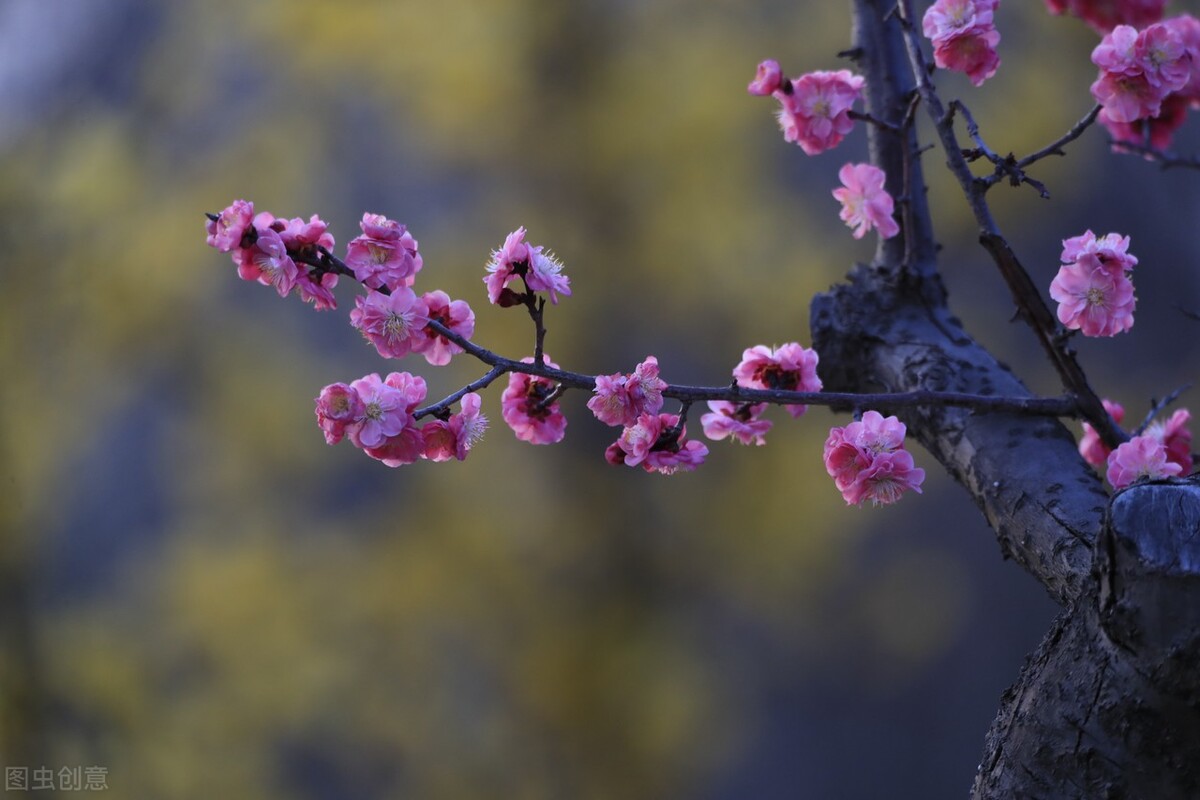 七句带花的诗词飞花令完整版,带花的诗句飞花令500首完整版