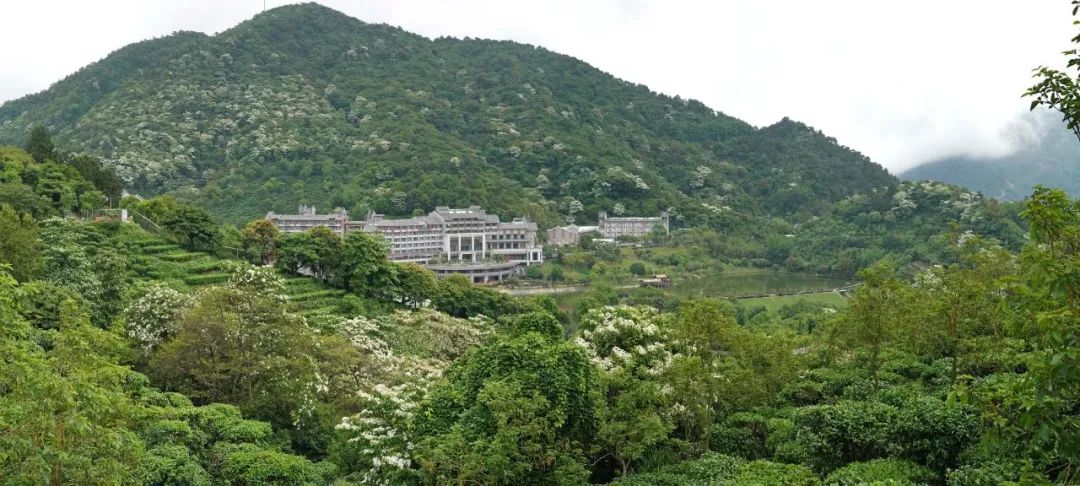 楠溪油桐花如雪图片,油桐花开与气候