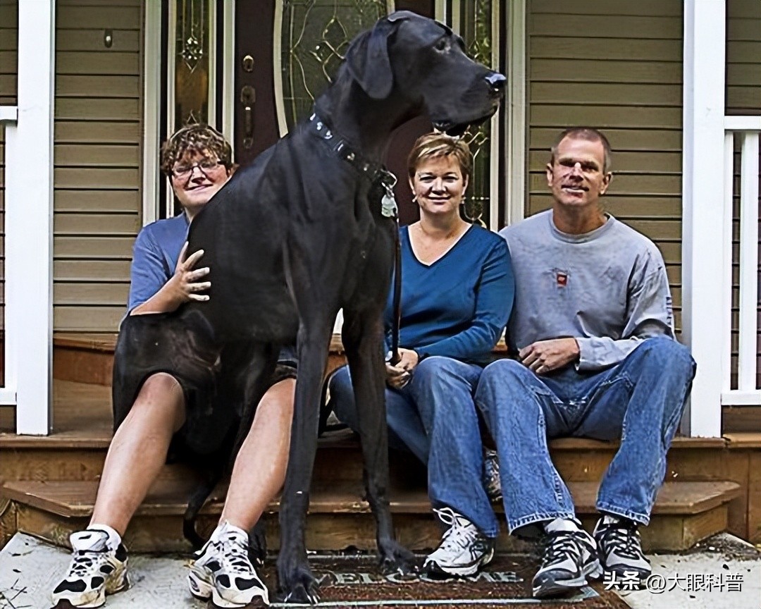 盘点一眼想象不到的巨型动物,动物界中战斗力最强的十种动物