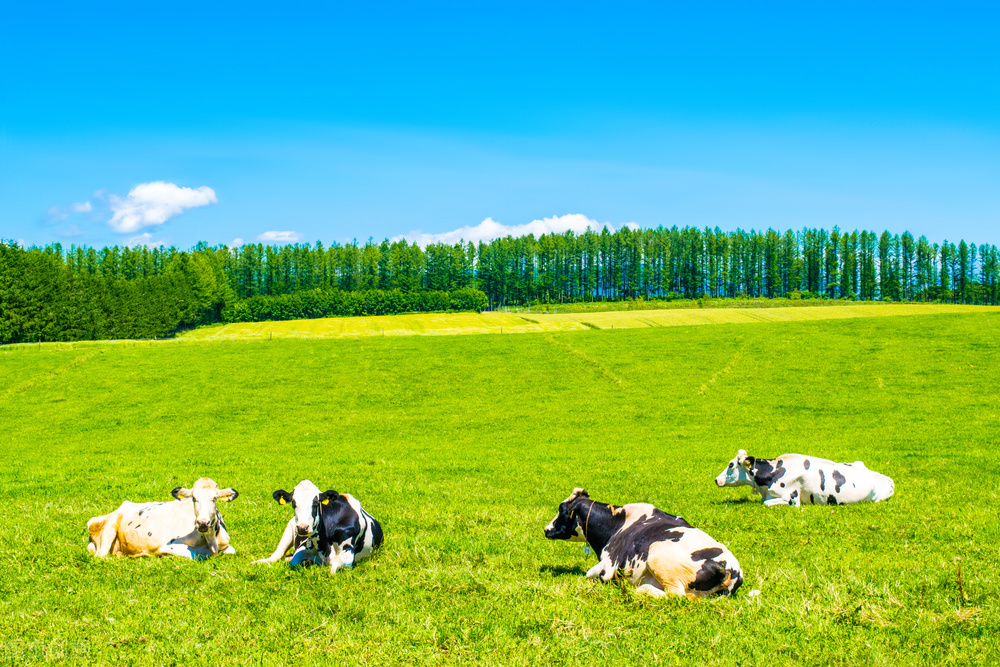 牛打嗝也要缴税你听说过吗？这个国家的动物们也要开始缴税了