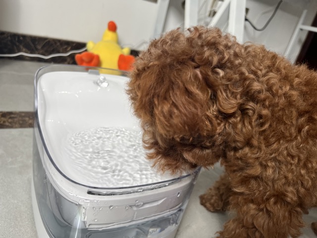 宠咕咕饮水机,宠物智能喂水器测评