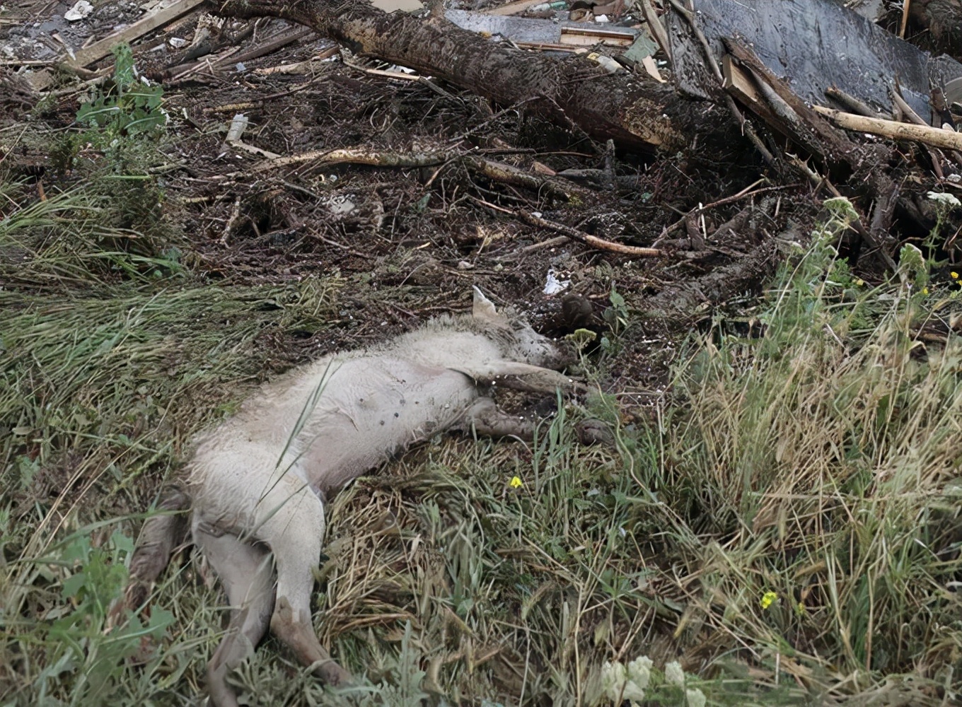 石油是不是远古森林形成的,石油是怎么形成的历史故事