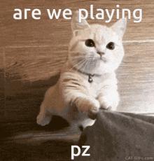 刚来的猫咪太粘人了怎么办,猫咪很黏主人是什么原因