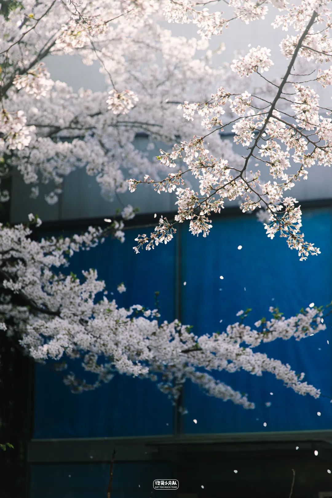樱花最旺盛的时间,樱花最茂盛的时候是哪个季节