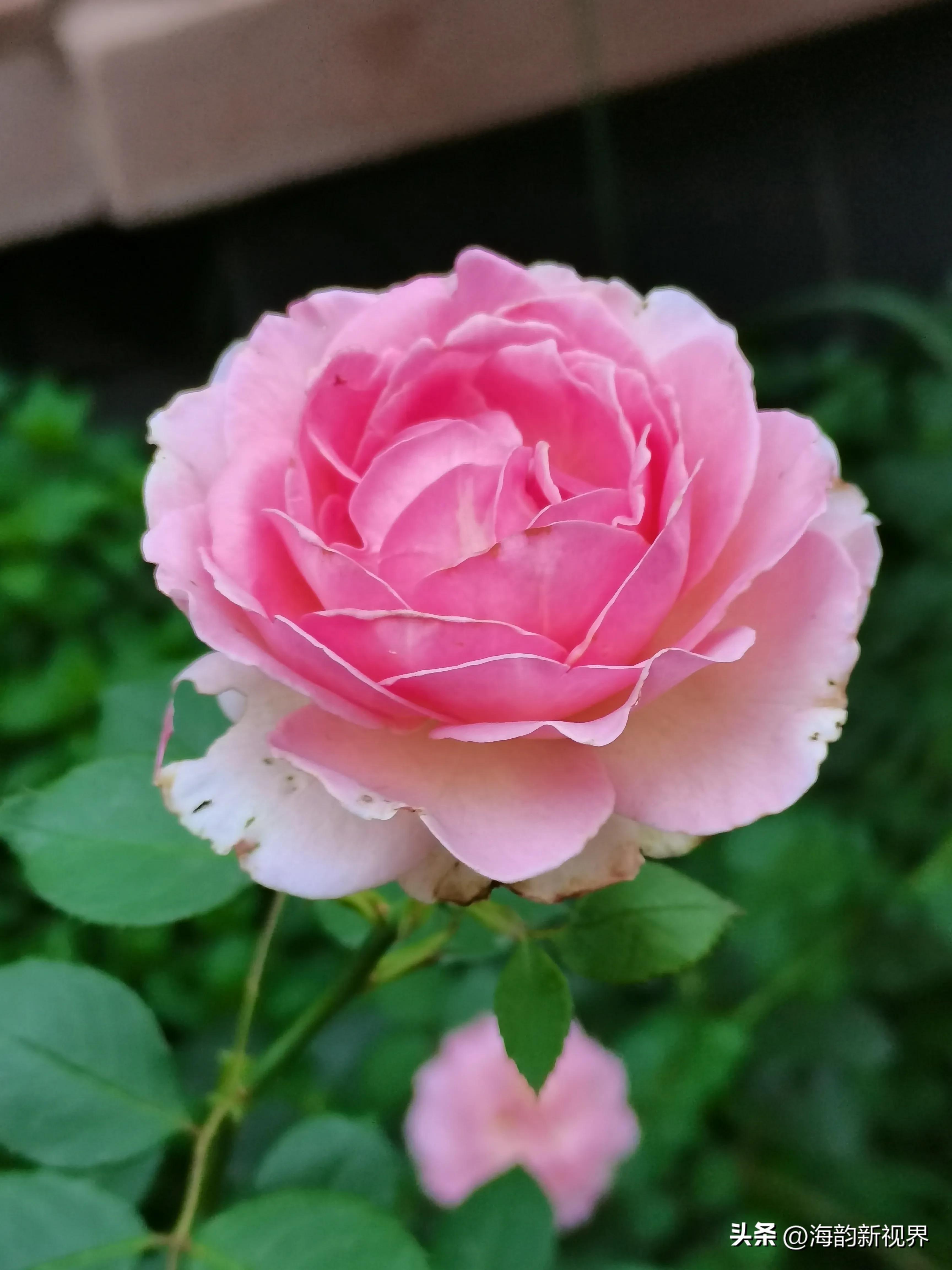 关于月季花的经典古诗,描写月季花的诗句最著名