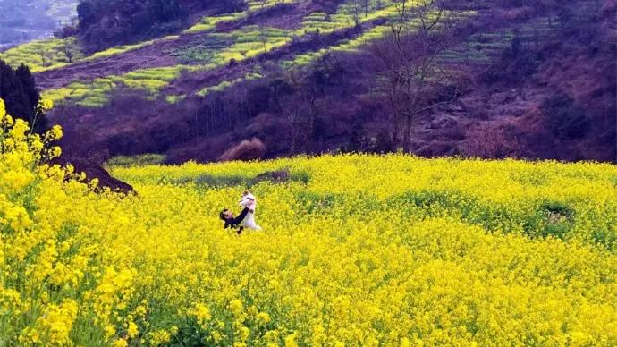 2022春节成都周边油菜花,2022年成都油菜花观赏地