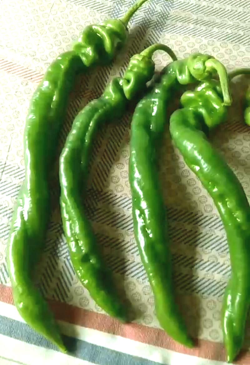 老品种非转基因辣椒种子,月丰朝天椒辣椒种子