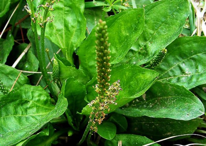 走近中医揭秘健康秘笈,中医甲状腺疾病科普