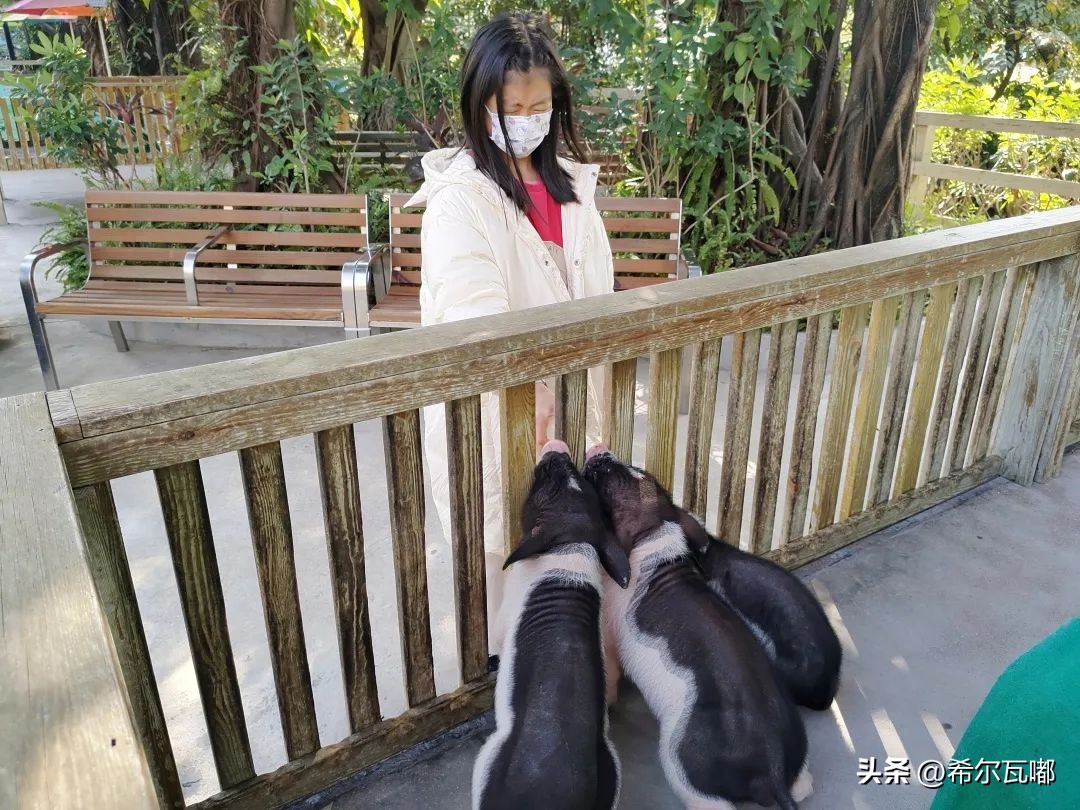 长隆游玩攻略推荐,长隆海洋王国游玩攻略大全视频