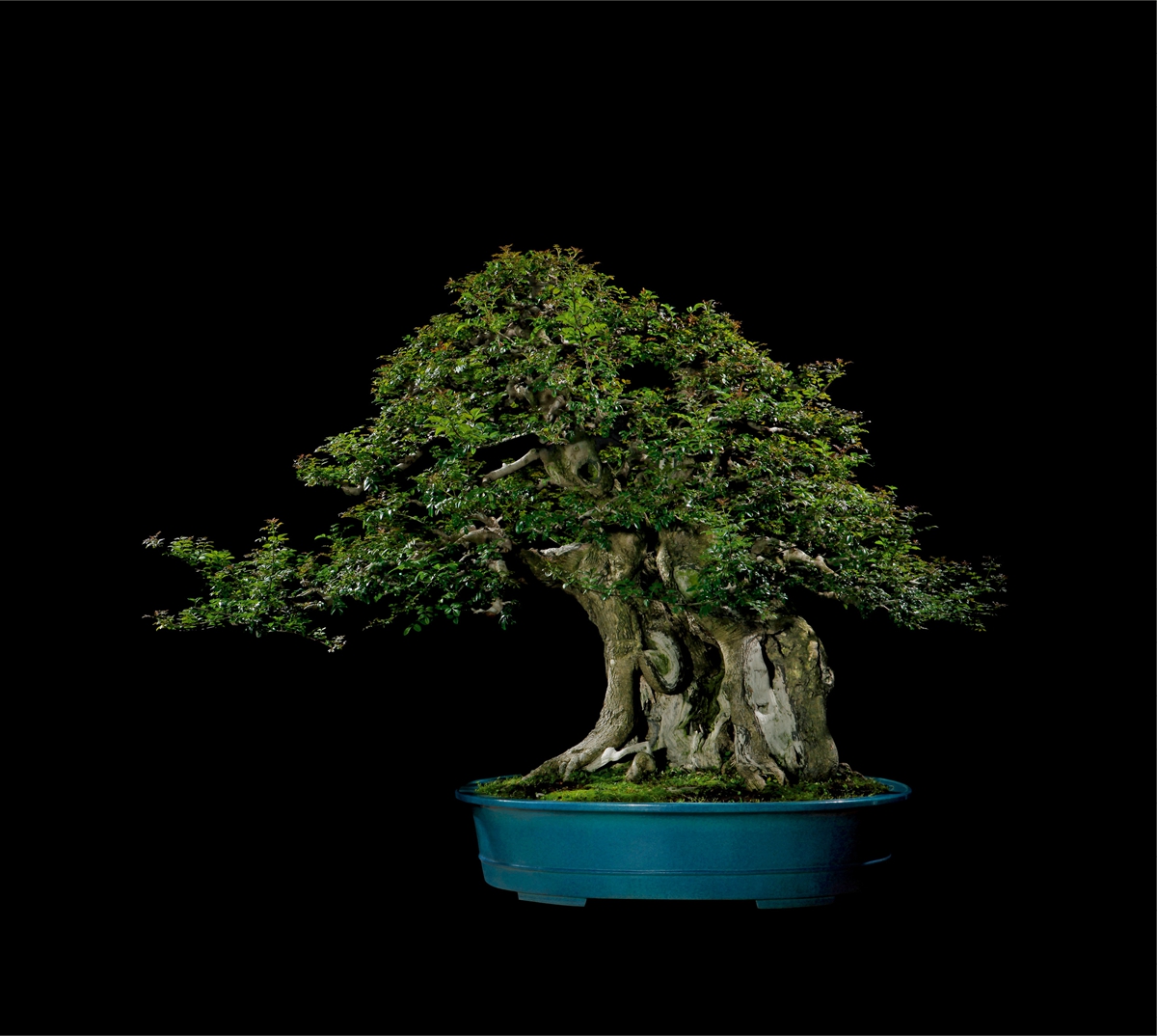 对节白蜡丛林盆景的排布法则,适合新手玩的盆景