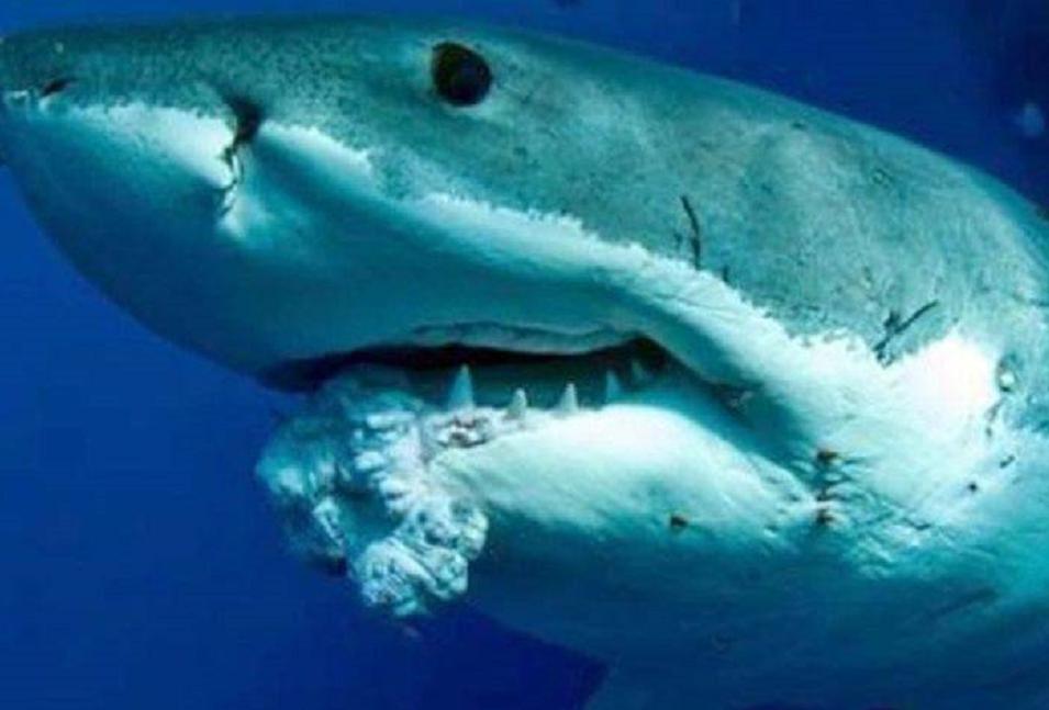 为什么研究裸鼹鼠可以长寿,裸化鼹鼠为什么不得癌