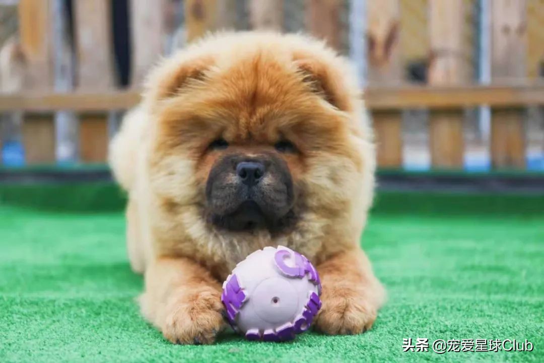 猛犬松狮犬图片,松狮犬是大型犬还是小型犬