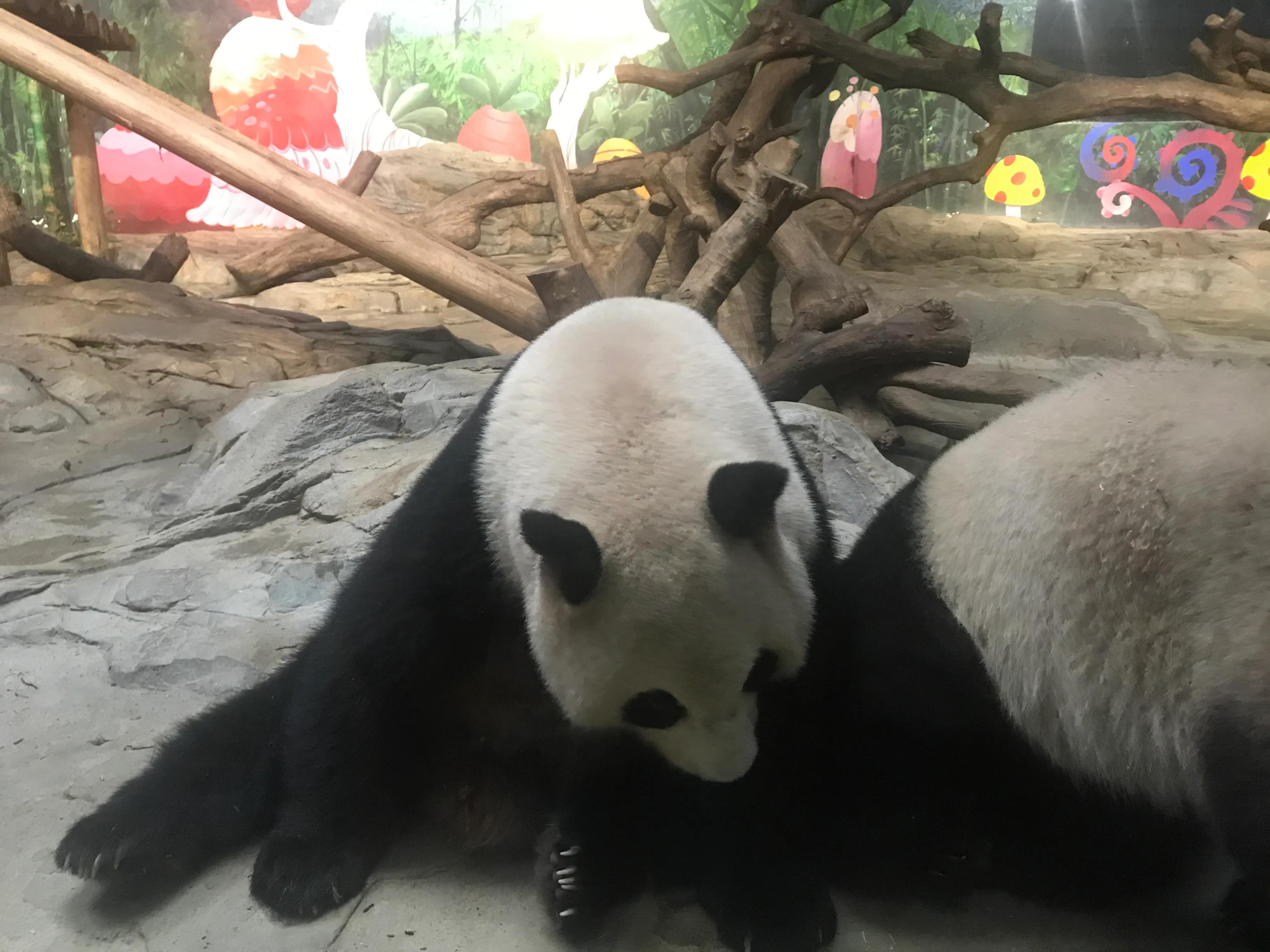 长隆野生动物园有什么独特之处,长隆野生动物园动物讲解视频