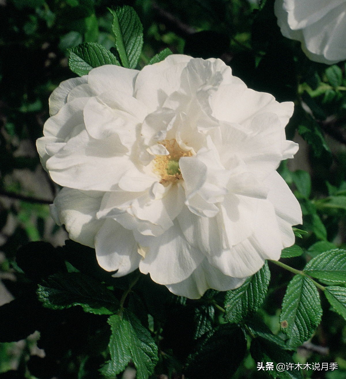 月季常见的毛病有哪些图片,月季黑心怎么回事