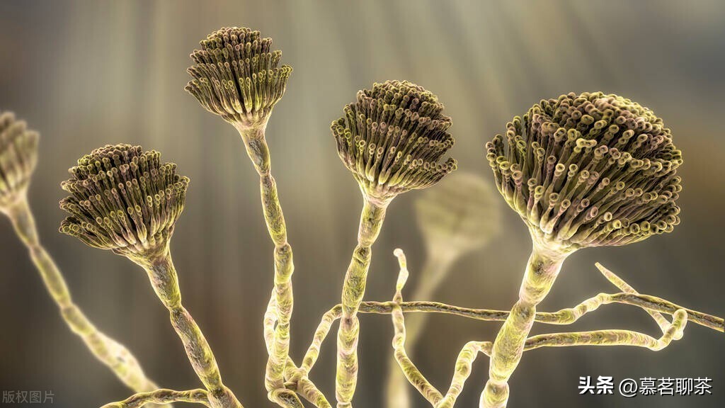 一克茶有多少霉菌,茶内有多少细菌