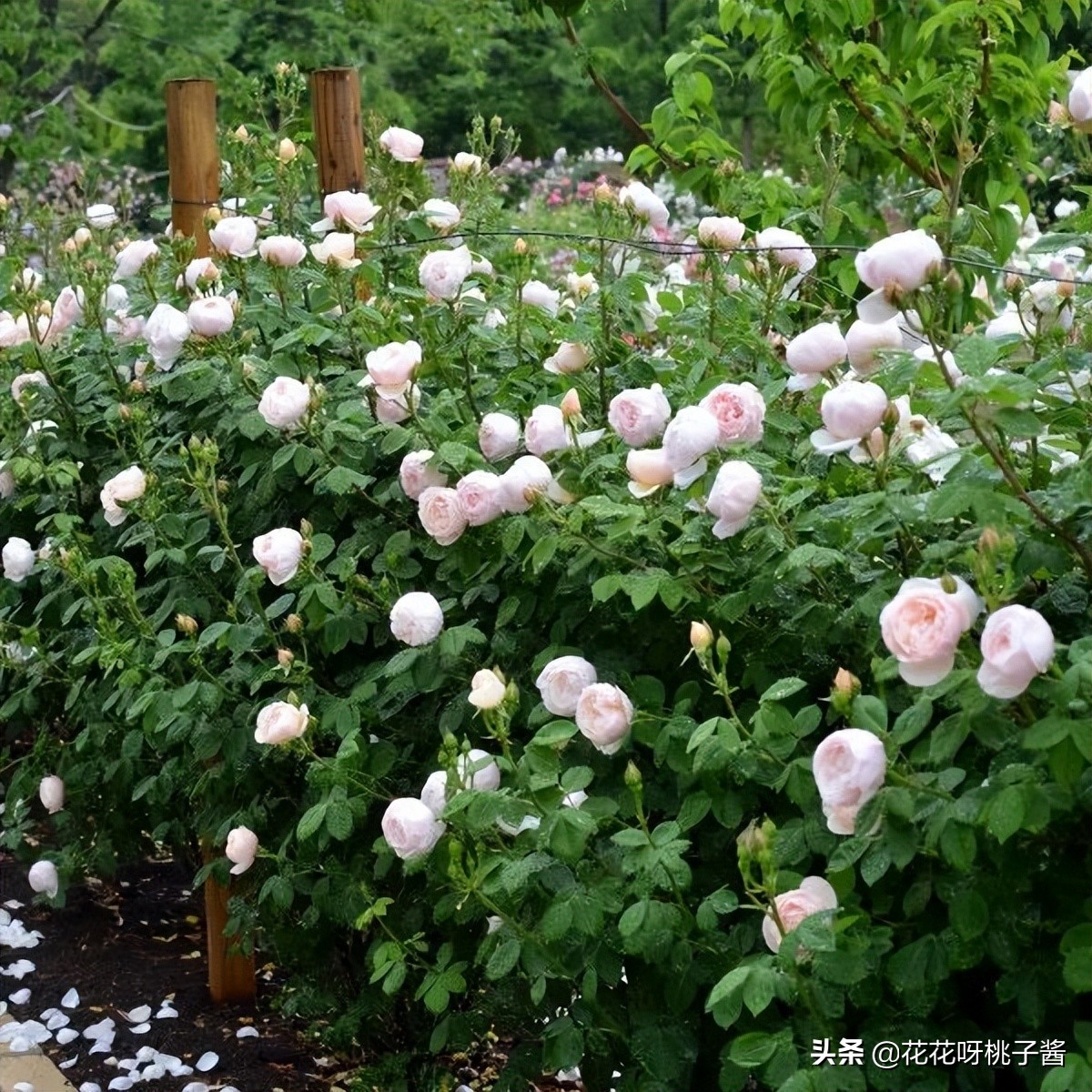 花期特别短暂开放好看的粉色月季,粉色可爱融化你的少女心月季