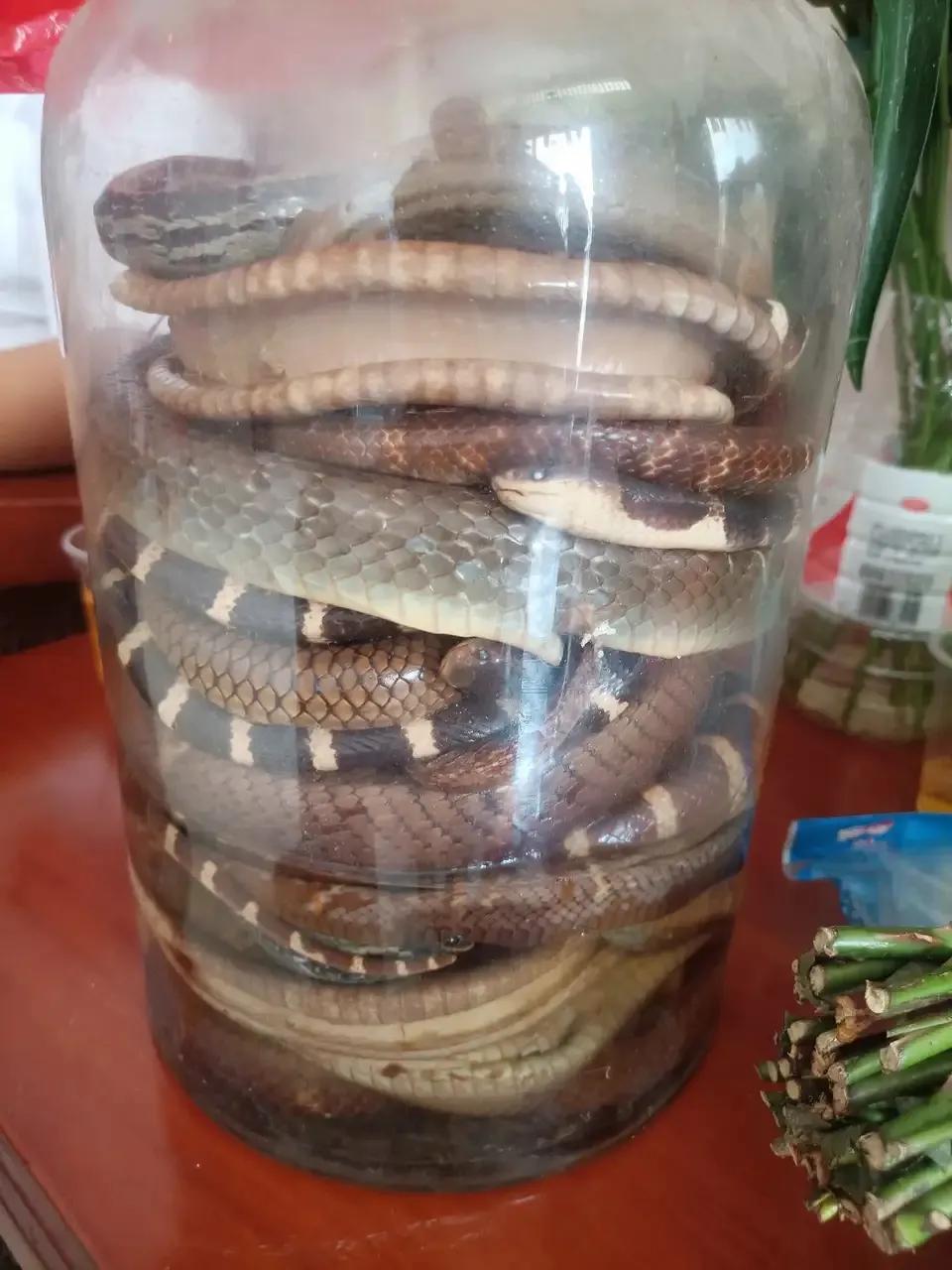 下手真狠，蛇头都给打歪了。