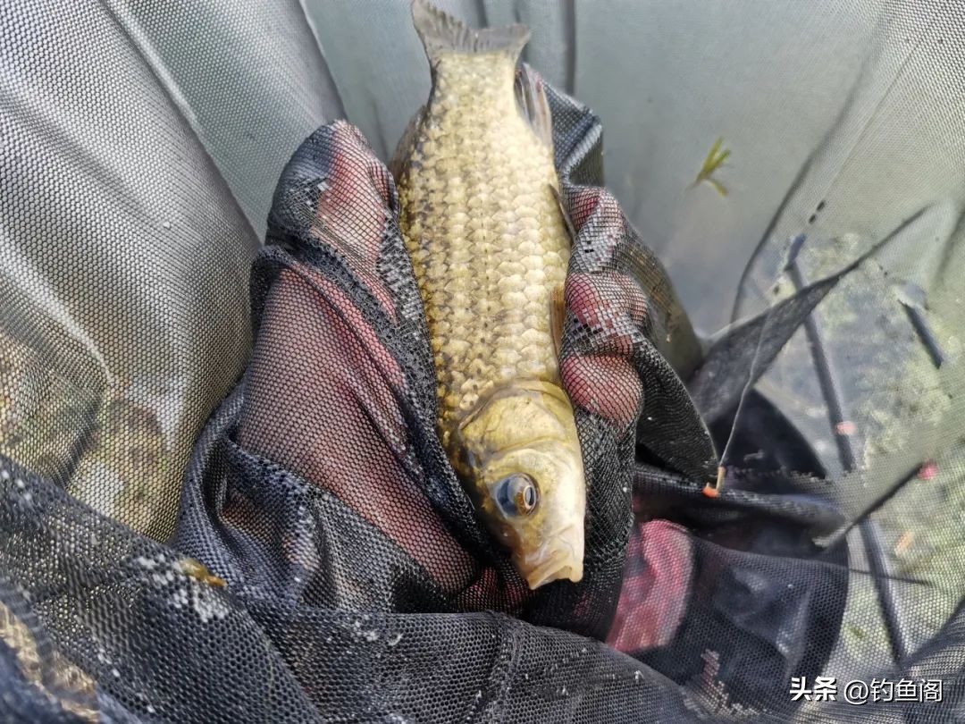 野钓鲫鱼调漂的正确方法和技巧,鲫鱼野钓调漂的正确方法与技巧