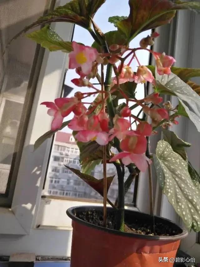 竹节海棠有根无叶能活吗,竹节海棠能否长久日照