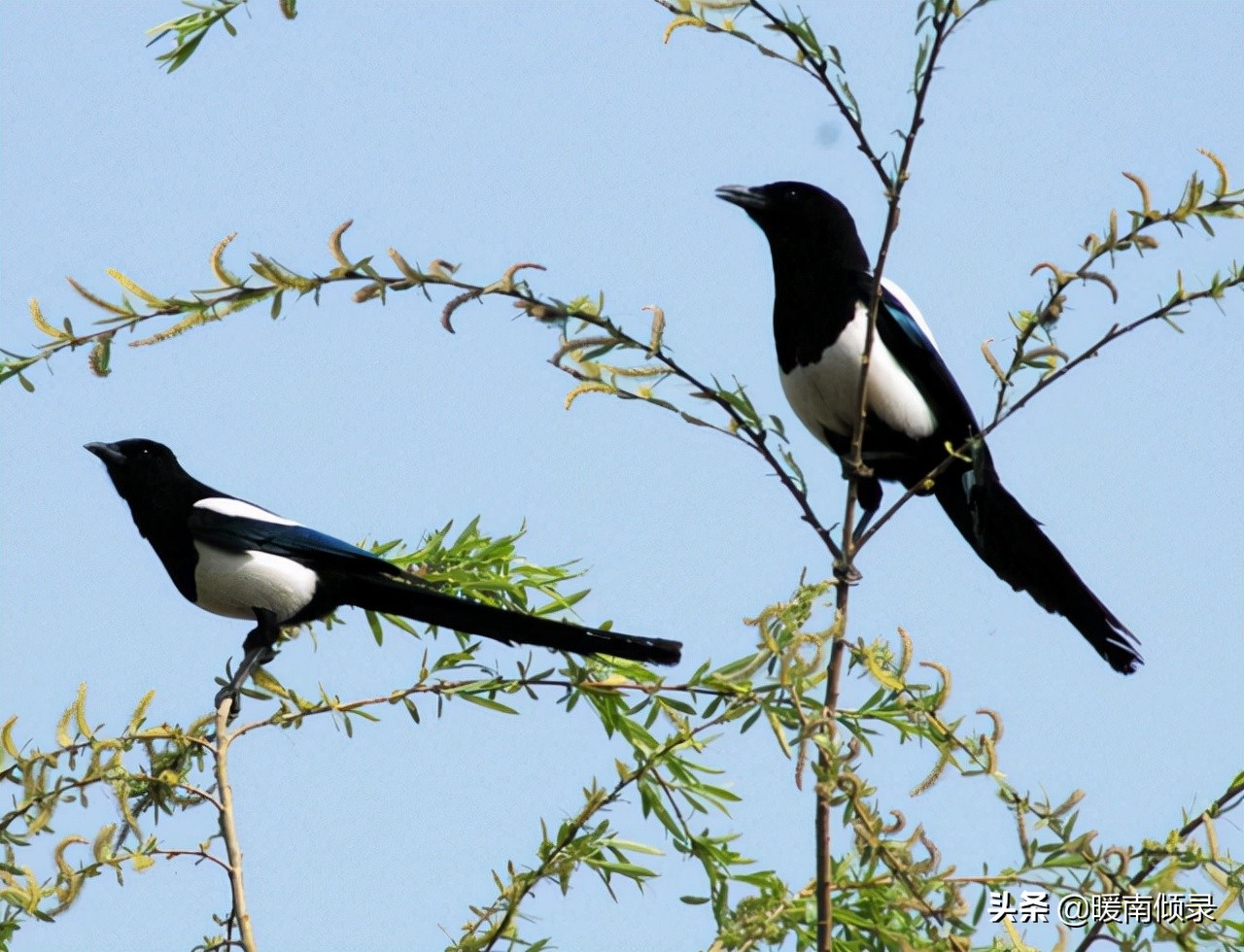 三种鸟进屋好指的是哪三种,三鸟进家门家中出贵人是哪三鸟