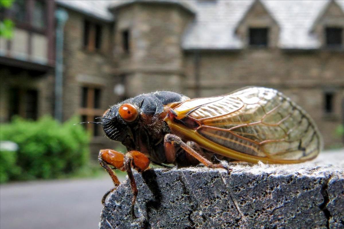 在美国知了猴泛滥,中国人在美国吃知了猴