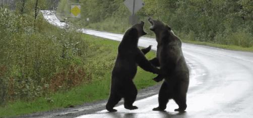 装死躲过棕熊,男子上山挖野菜遇黑熊还活着吗