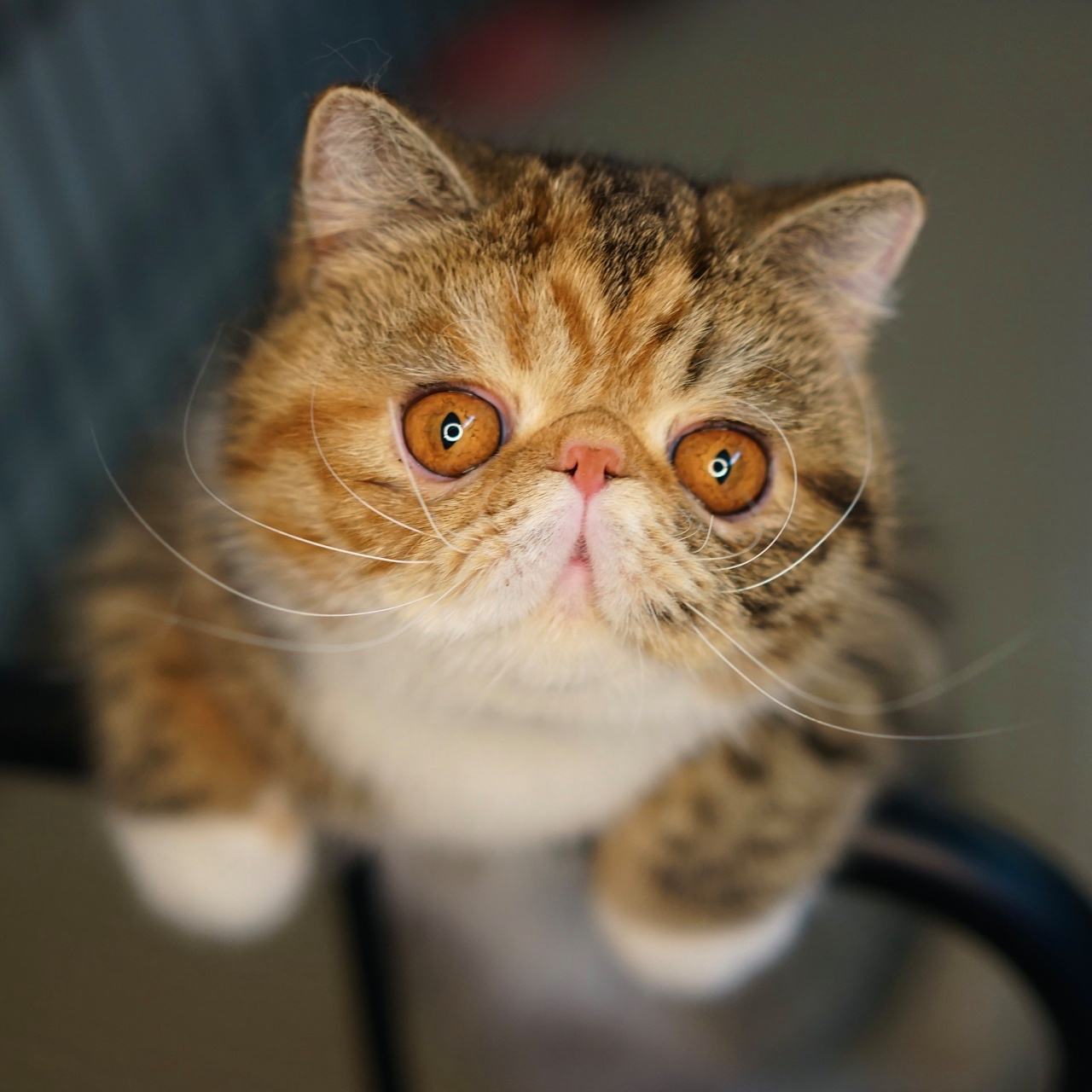 英短蓝白猫寿命一般多少年,这几种猫很乖巧适合家养