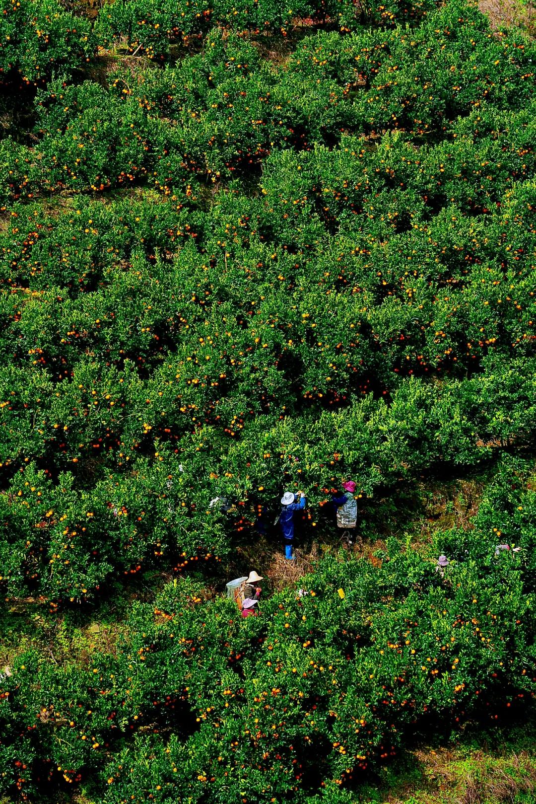 爱媛橙38号果冻橙树苗,爱媛38号果冻橙完整版