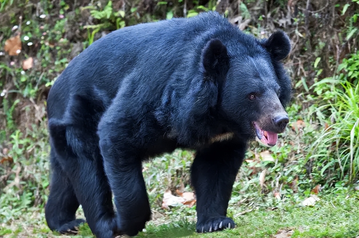 熊出没鸡西,黑龙江鸡西野生动物出没