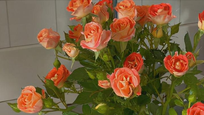 没有爱情的婚姻就是一盘散沙,没有物质的爱情婚姻就是一盘散沙