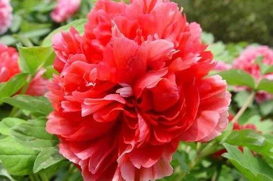 一花一世界一念一佳人的图片,一花一世界一叶一春秋图片